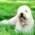 White dog